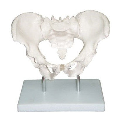 Human Adult Male Pelvis Structural Model Human Adult Male Pelvis Structural Model